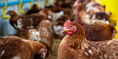 Rio Grande do Sul registra caso de gripe aviária em aves de subsistência
