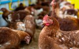 Rio Grande do Sul registra caso de gripe aviária em aves de subsistência