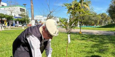 Praça Zeca Netto recebe três mudas de Pau-Brasil em ação de arborização em Camaquã