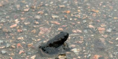 Prefeitura de Camaquã esclarece aparecimento de milhares de pequenos sapos na Prainha