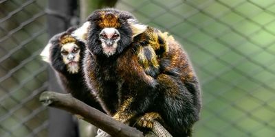 Dois filhotes de sagui-da-serra-escuro nascem no Zoológico de Sapucaia do Sul