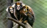 Dois filhotes de sagui-da-serra-escuro nascem no Zoológico de Sapucaia do Sul