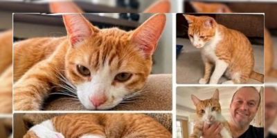 Família procura por Don, gatinho sumido no bairro Olaria em Camaquã