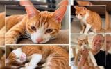 Família procura por Don, gatinho sumido no bairro Olaria em Camaquã