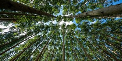 Fepam concede Licença Prévia ao Projeto Natureza da CMPC