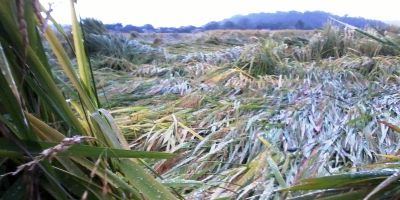 Produtores podem comunicar prejuízo por queda de granizo pelo site do Irga