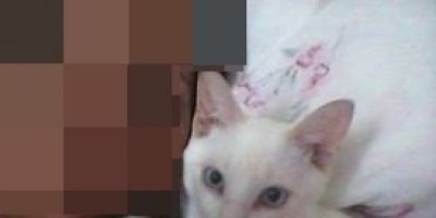 Dona procura por gatinho desaparecido no bairro Viégas em Camaquã