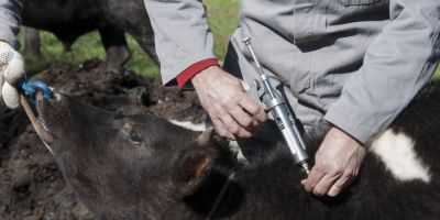 Estado garante doação de vacinas contra febre aftosa a produtores com até 10 animais