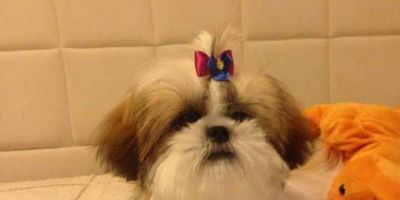 A cachorrinha Lola está desaparecida em Camaquã