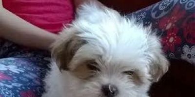 Procura-se em Camaquã uma cachorrinha que atende pelo nome de Cristal