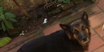 Cachorra que atende pelo nome de Paloma está sumida em Camaquã