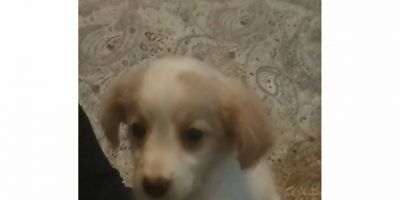 A cachorrinha Mel está desaparecida desde o último domingo em Camaquã