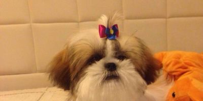 Dona de cachorrinha desaparecida em Camaquã possui imagens dela com 2 mulheres e 5 crianças