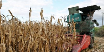 Área colhida das lavouras de milho alcança 85% e produtividade segue alta