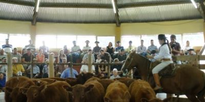 Médias altas e pista limpa na 36ª Feira do Terneiro de Camaquã