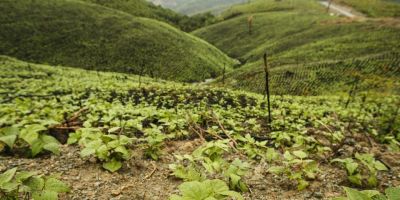 SindiTabaco apresenta resultados da diversificação em Santa Catarina