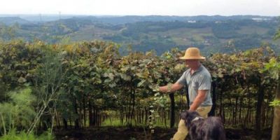 Quebra de 57% na safra da uva é a maior já registrada no Rio Grande do Sul