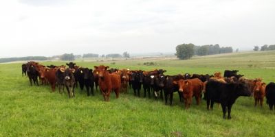 Pesquisa da Fepagro qualifica reprodução de novilhas Brangus