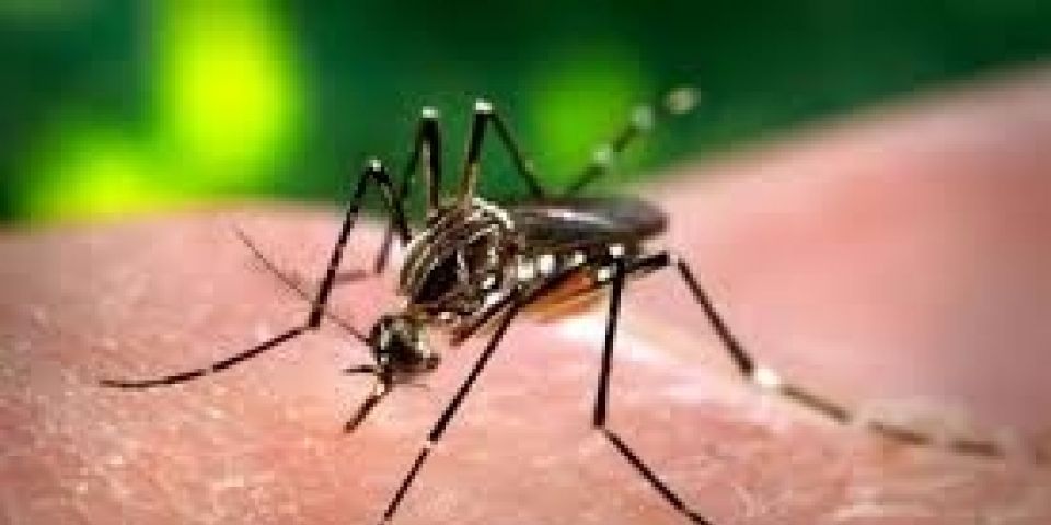 Focos de Aedes Aegypti são encontrados em Camaquã