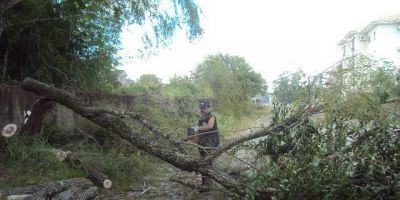 Época de poda de árvore na área urbana de Camaquã merece atenção
