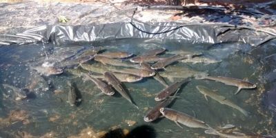 Chuvisca - está acontecendo na cidade entre ontem e hoje a Feira do Peixe Vivo