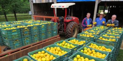Estimativa de produção de citros neste ano gira em torno de 90 mil toneladas de frutas