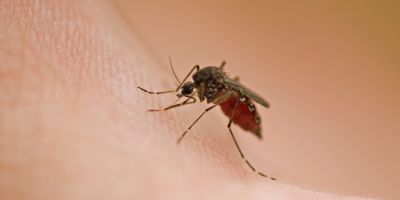 Cinco coisas que tornam você um ímã de mosquitos