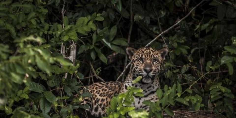 Projeto quer garantir circulação de animais nas estradas e evitar atropelamentos