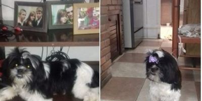 A cachorrinha Malu está sumida em Camaquã