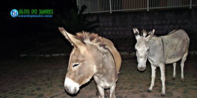 Camaquã - jegues são flagrados soltos na rua no bairro Floresta