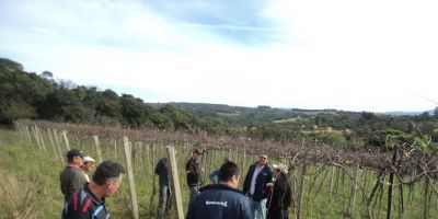 Viticultores camaquenses participam de visita técnica