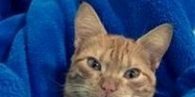 Uma gatinha está desaparecida desde o último domingo em Camaquã