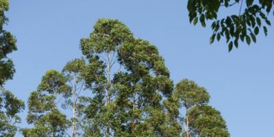 Dia Mundial do Meio Ambiente: cresce o uso de práticas conservacionistas nas regiões produtoras de tabaco