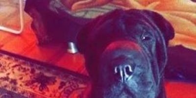 A cachorra Penny está desaparecida em Camaquã
