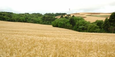 Alta no preço do trigo faz produtores buscarem sementes para ampliar área