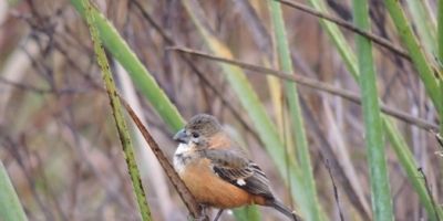 Gestão Ambiental registra aves ameaçadas de extinção