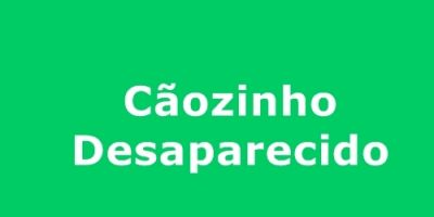 Cachorinho da raça Pinscher desaparecido em Camaquã