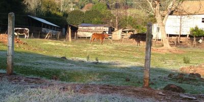 Clima atípico do outono prejudica pastagens no Rio Grande do Sul