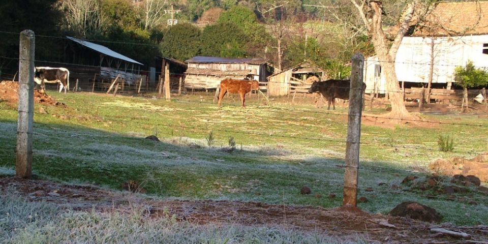 Clima atípico do outono prejudica pastagens no Rio Grande do Sul