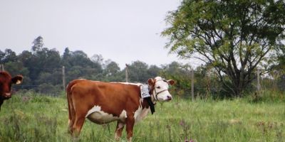 Fepagro estuda intensificação da produção de forragem nas pastagens naturais