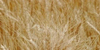Produtores de trigo aguardam chuvas para finalizar plantio