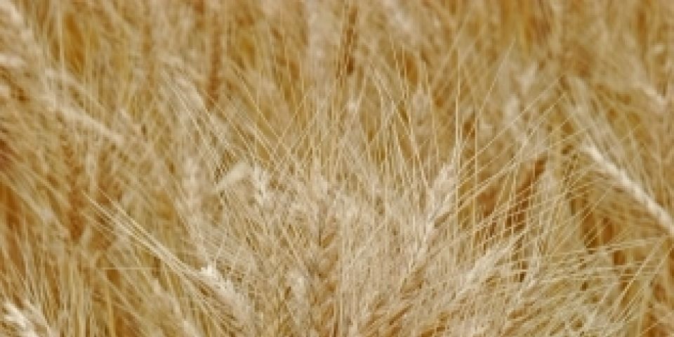 Produtores de trigo aguardam chuvas para finalizar plantio
