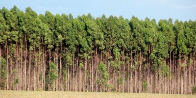 Floresta de eucalipto situada em Livramento será leiloada dia 28