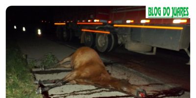 Motorista relata sua indignação com cavalos soltos na BR-116 em Camaquã. Um animal é atropelado