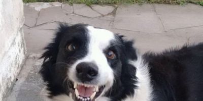 Cachorro que atende pelo nome de "Thuk" some de novo da Cohab em Camaquã