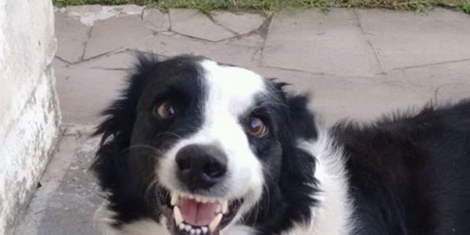 Cachorro que atende pelo nome de "Thuk" some de novo da Cohab em Camaquã