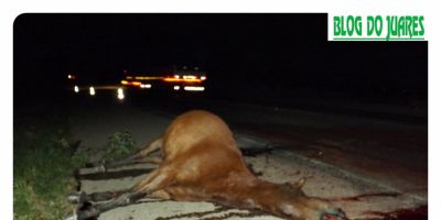 Quatro dias depois, cavalo morto continua no acostamento da BR-116 em Camaquã