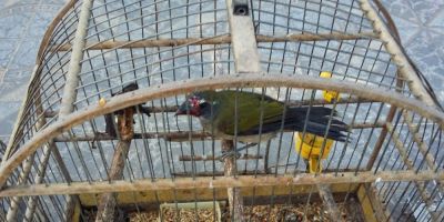 Pelotão Ambiental de Camaquã e SMMA apreendem pássaros nativos em cativeiro