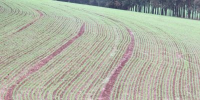 Produtores de trigo aguardam chuva para concluir plantio no RS