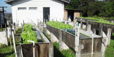 Fepagro produz alfaces em sistema mais saudável e de baixo custo